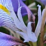 Iris unguicularis 花