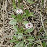 Phyla nodiflora Annet