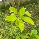 Iochroma cyaneum Blad