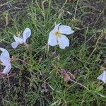 Oenothera albicaulis Çiçek