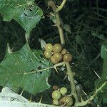 Solanum stramoniifolium Hedelmä