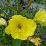 Oenothera glazioviana പുഷ്പം