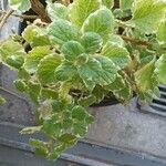 Plectranthus madagascariensis 叶