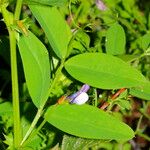 Vicia bithynica Arall