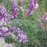 Salvia leucantha फूल