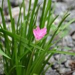 Zephyranthes roseaCvet