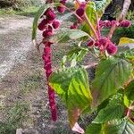 Amaranthus caudatus L.Flower