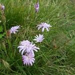 Podospermum purpureum Flor