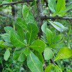 Commiphora madagascariensis Leaf