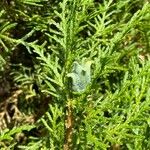 Platycladus orientalis Leaf