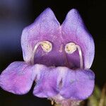 Penstemon laetus Flor