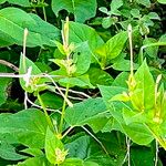 Mirabilis longiflora Blomst