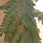 Albizia adianthifolia Delienn