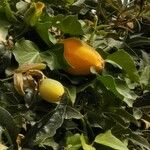 Passiflora caerulea Fruit