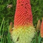 Kniphofia × praecox फूल