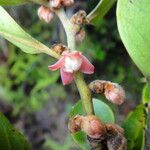 Diospyros oubatchensis Fruit