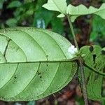 Tricalysia vadensis Flower