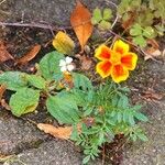 Tagetes tenuifolia अन्य