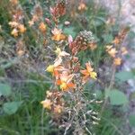 Bulbine frutescens Kvet