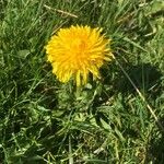 Taraxacum officinale花