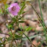 Bauera rubioides Flower