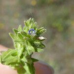 Veronica arvensis Fuelha