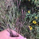Dichanthium aristatum Cvet