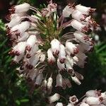 Erica multiflora花