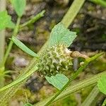 Medicago murex Frucht