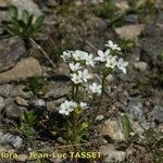 Androsace obtusifolia Libunga