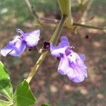 Vitex megapotamica Fiore