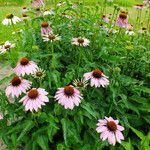 Echinacea purpurea Hábito