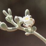 Zygophyllum album Flower