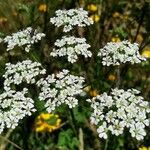 Chaerophyllum temulumFlower