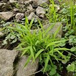 Leersia virginica Habit