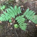 Dryopteris intermedia Hoja