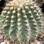 Acanthocalycium spiniflorum Folha