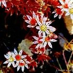 Cloezia floribunda Λουλούδι