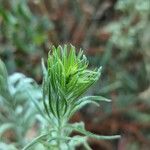 Conyza bonariensis 花