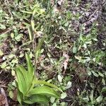 Epipactis helleborine Leaf