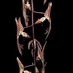 Gongora quinquenervis Flower