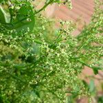 Chenopodium polyspermum Frukt