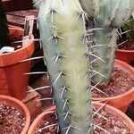 Myrtillocactus geometrizans 形态