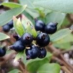 Lonicera acuminata Plod