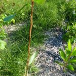 Acacia mangium Кара