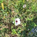 Pavonia hastata Flower