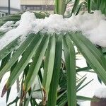 Trachycarpus fortunei Frunză