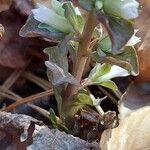 Obolaria virginica Foglia