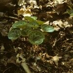 Asarum virginicum Habitus