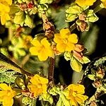 Waltheria ovata Flower